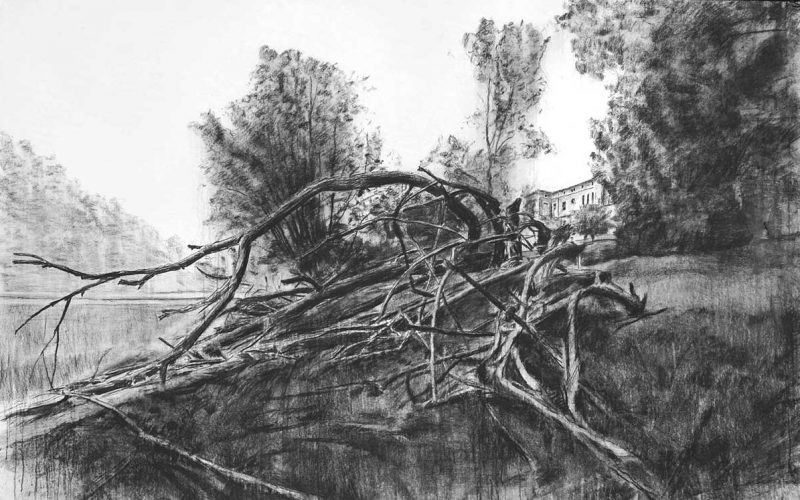 Memòria de l'arbre caigut - Obra - Monocroms - David Casals